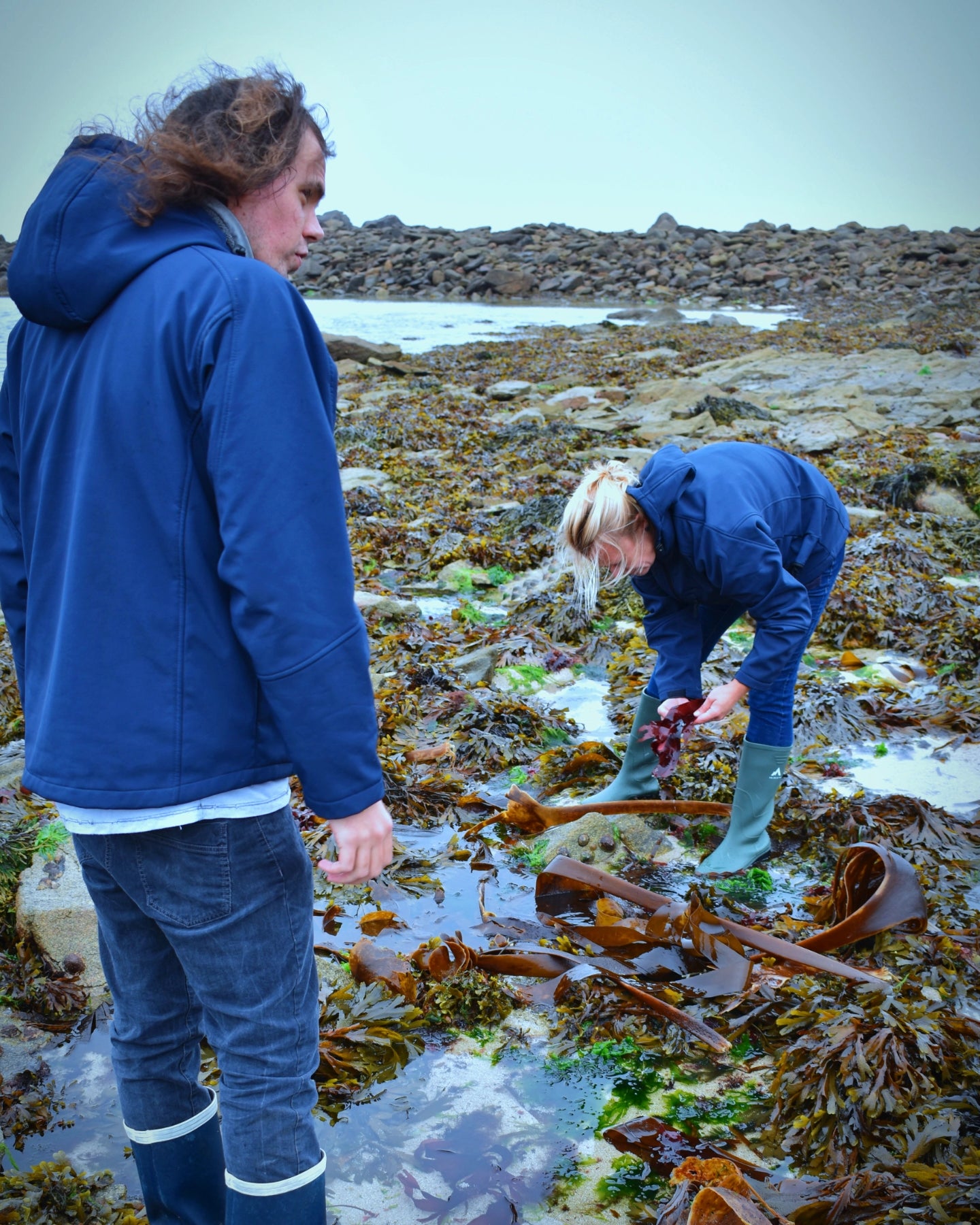 Récolte algue île de molène cosmétologie marine thaleis
