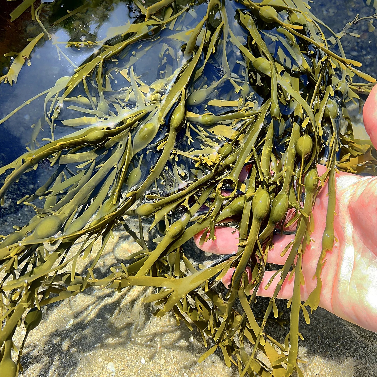 Fucus Algue marin bretagne