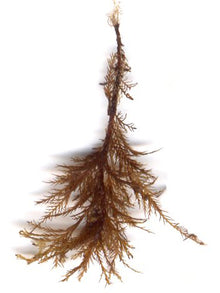 Sphacelaria Scoparia