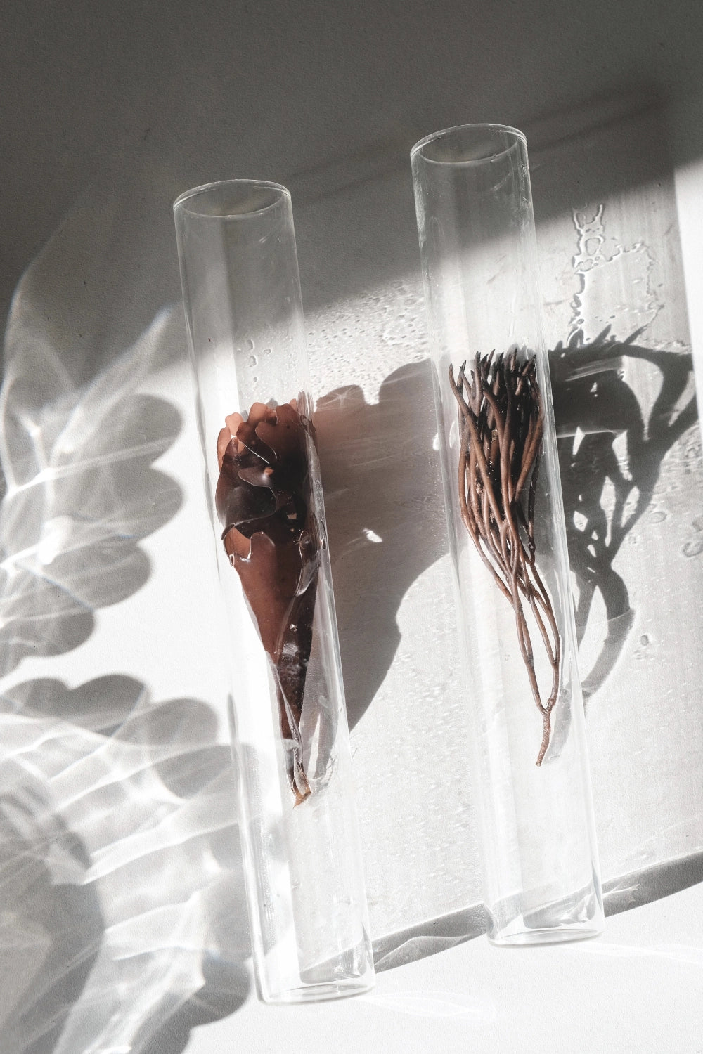 précision scientifique pour les actifs cosmétiques et extraction douce des principes efficaces