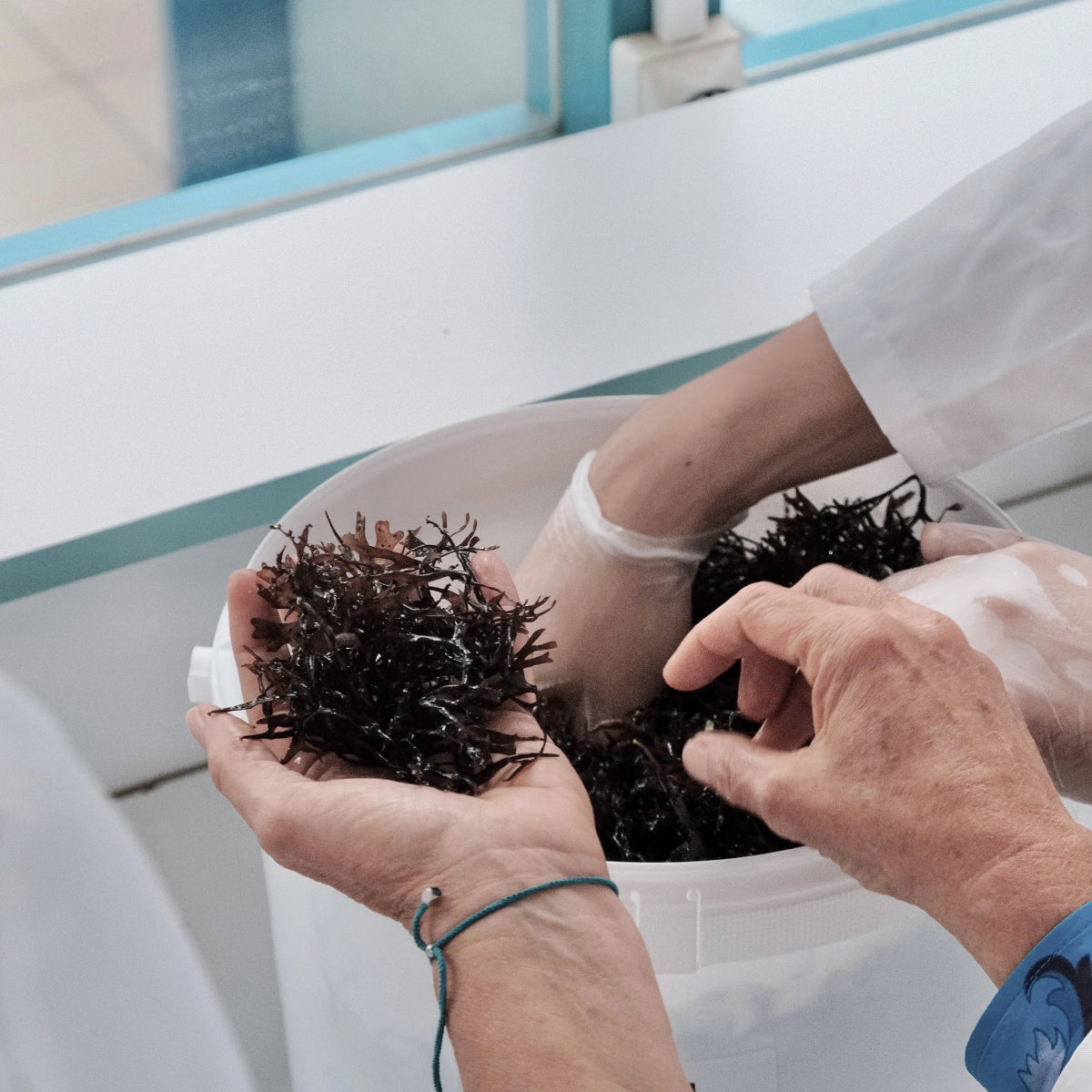récolte d'algue naturel bio et naturel